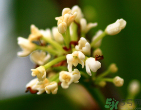 桂花一年開幾次花？桂花是幾月份開花？