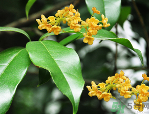  桂花什么季節(jié)開花？桂花什么時候開花？