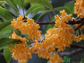  桂花什么季節(jié)開花？桂花什么時候開花？