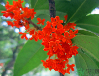  桂花什么季節(jié)開花？桂花什么時候開花？