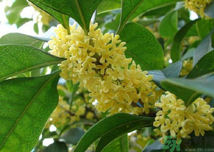 桂花是什么顏色？桂花有幾種顏色？