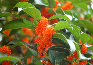 桂花是什么顏色？桂花有幾種顏色？