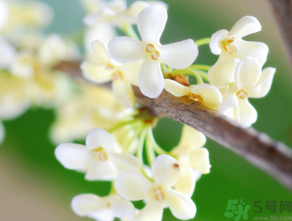 桂花是什么顏色？桂花有幾種顏色？