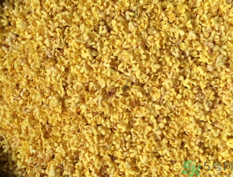 桂花可以做枕頭嗎？桂花做枕頭有什么功效？