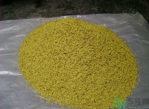 桂花可以做枕頭嗎？桂花做枕頭有什么功效？