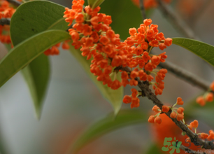 桂花可以做面膜嗎？?桂花面膜制作方法