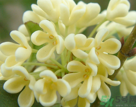 桂花怎么做香水？新鮮桂花怎么做香水？