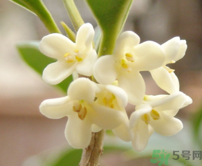 桂花怎么做香水？新鮮桂花怎么做香水？