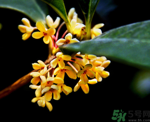 桂花怎么做香水？新鮮桂花怎么做香水？