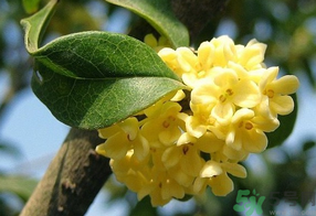 桂花不開花是什么原因？桂花不開花怎么辦？