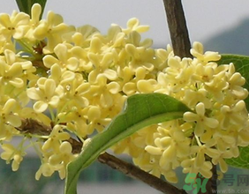 桂花不開花是什么原因？桂花不開花怎么辦？