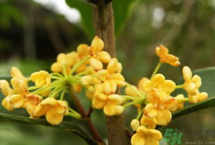 桂花不開花是什么原因？桂花不開花怎么辦？