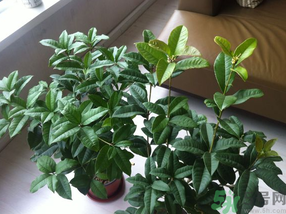 桂花可以放在臥室嗎？桂花放在臥室好嗎？