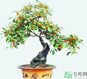 桂花樹(shù)可以種在室內(nèi)嗎？桂花樹(shù)適合在室內(nèi)嗎？