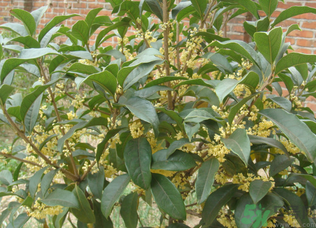 桂花樹(shù)可以種在室內(nèi)嗎？桂花樹(shù)適合在室內(nèi)嗎？