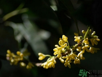 桂花酒的保質(zhì)期是多少？桂花酒過(guò)期了能喝嗎？