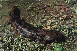 野生娃娃魚多少錢一斤？野生娃娃魚多少錢一條？