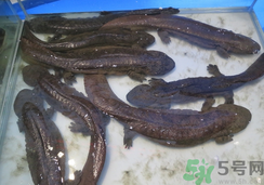 野生娃娃魚多少錢一斤？野生娃娃魚多少錢一條？
