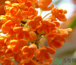 桂花和茶葉能一起泡嗎？桂花能和茶葉一起泡嗎？