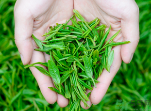 桂花和茶葉能一起泡嗎？桂花能和茶葉一起泡嗎？