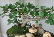 桂花樹可以種在室內(nèi)嗎？桂花樹適合在室內(nèi)嗎？