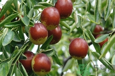 冬棗能泡茶喝嗎？泡茶喝用干冬棗好還是新鮮冬棗好？
