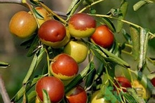 冬棗能泡茶喝嗎？泡茶喝用干冬棗好還是新鮮冬棗好？