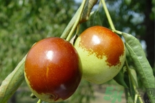 吃冬棗能補(bǔ)血嗎？吃冬棗為什么能補(bǔ)血？