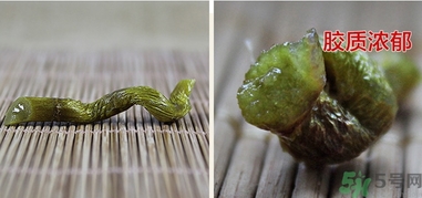 鐵皮楓斗怎么吃？鐵皮楓斗功效與作用
