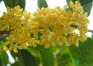 桂花和菊花可以一起泡茶嗎？桂花可以和能一起喝嗎？