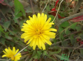 新鮮菊花怎么曬干?新鮮菊花怎么處理? 新鮮菊花怎么曬干?新鮮菊花怎么處理?