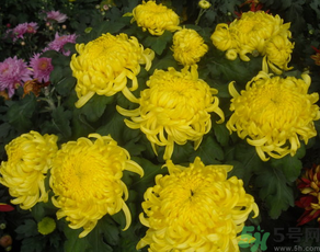 新鮮菊花怎么曬干?新鮮菊花怎么處理? 新鮮菊花怎么曬干?新鮮菊花怎么處理?