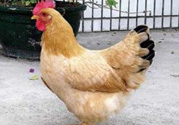 三黃雞多少錢一斤？三黃雞多少錢一只？