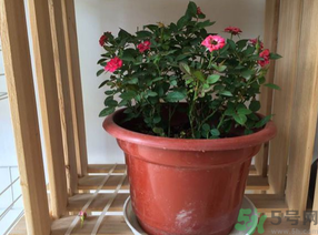 月季花可以放在室內(nèi)嗎？月季花放在室內(nèi)好嗎？