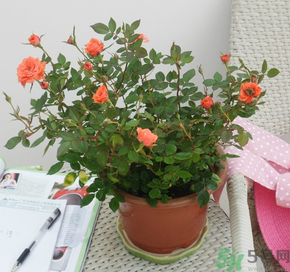 月季花可以放在室內(nèi)嗎？月季花放在室內(nèi)好嗎？