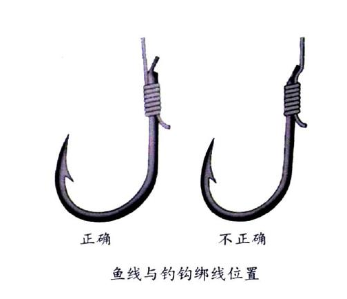 釣鯉魚(yú)用幾號(hào)鉤？釣鯉魚(yú)用什么鉤？