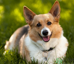 狂犬病的潛伏期最長多長？狗咬了會得狂犬病嗎？