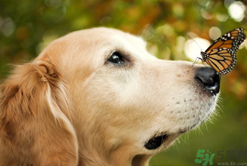 狂犬病的潛伏期最長多長？狗咬了會得狂犬病嗎？
