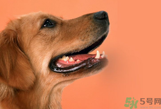 狂犬病的潛伏期最長多長？狗咬了會得狂犬病嗎？