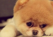 狂犬病的潛伏期最長多長？狗咬了會得狂犬病嗎？