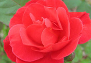 月季花可以放在室內嗎？月季花放在室內好嗎？