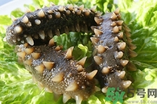 新鮮海參怎么吃最有營養(yǎng)？新鮮海參生吃最有營養(yǎng)嗎？