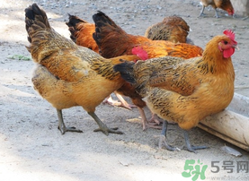 土雞多少錢(qián)一斤？土雞多少錢(qián)一只？