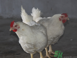 肉雞多少錢一斤？肉雞價格行情