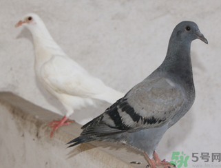 鴿子多少錢一只？鴿子多少錢一斤？
