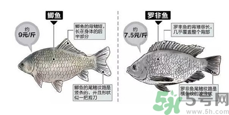 非洲鯽魚的營(yíng)養(yǎng)價(jià)值 非洲鯽魚的功效與作用