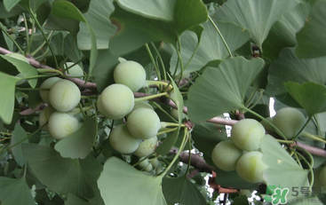 吃白果會(huì)中毒嗎？白果怎么吃不會(huì)中毒？