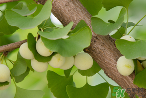 吃白果有什么好處和壞處？吃白果有什么作用？