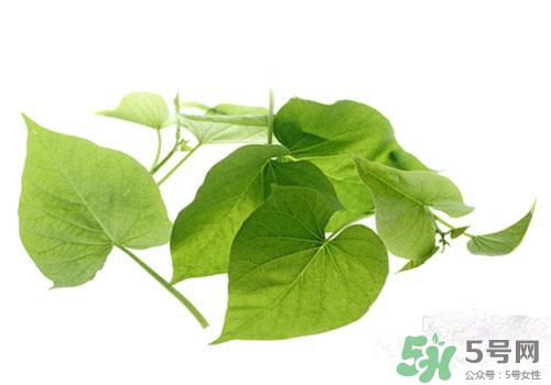 紅薯葉吃多了好嗎？紅薯葉吃多了會怎樣？