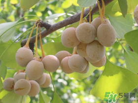 吃白果會過敏嗎？吃白果過敏了怎么辦？